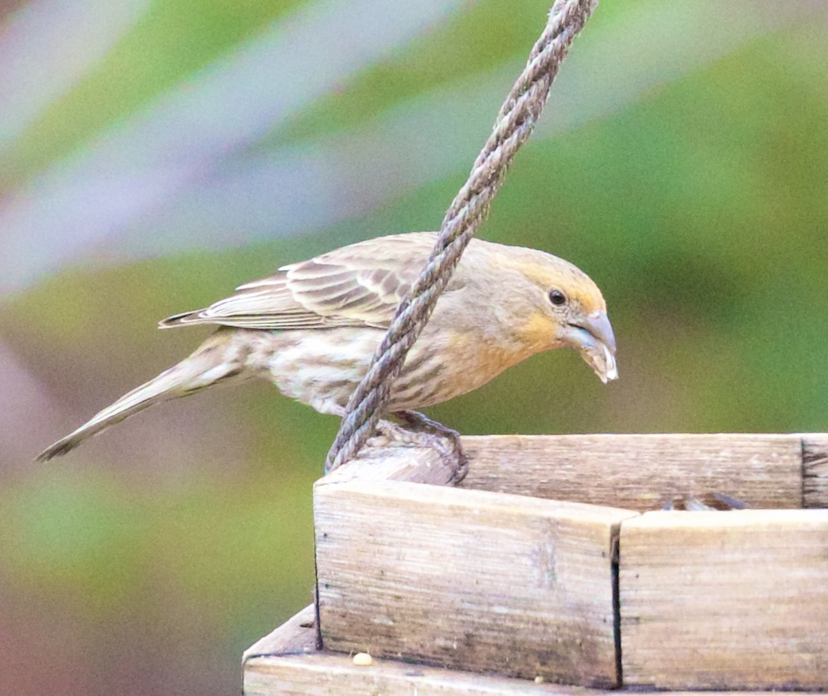 Roselin familier - ML652016612