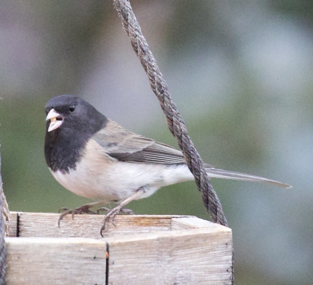 Junco ardoisé - ML652016633