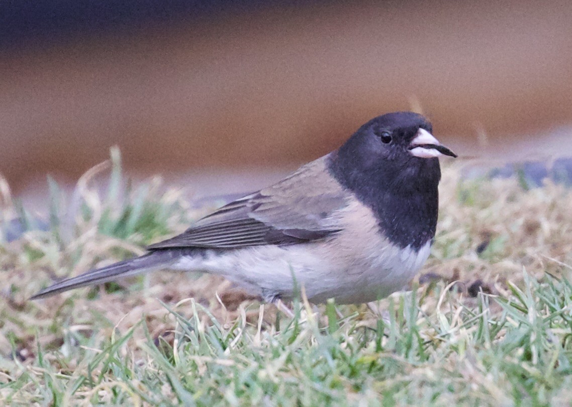 Junco ardoisé - ML652016645