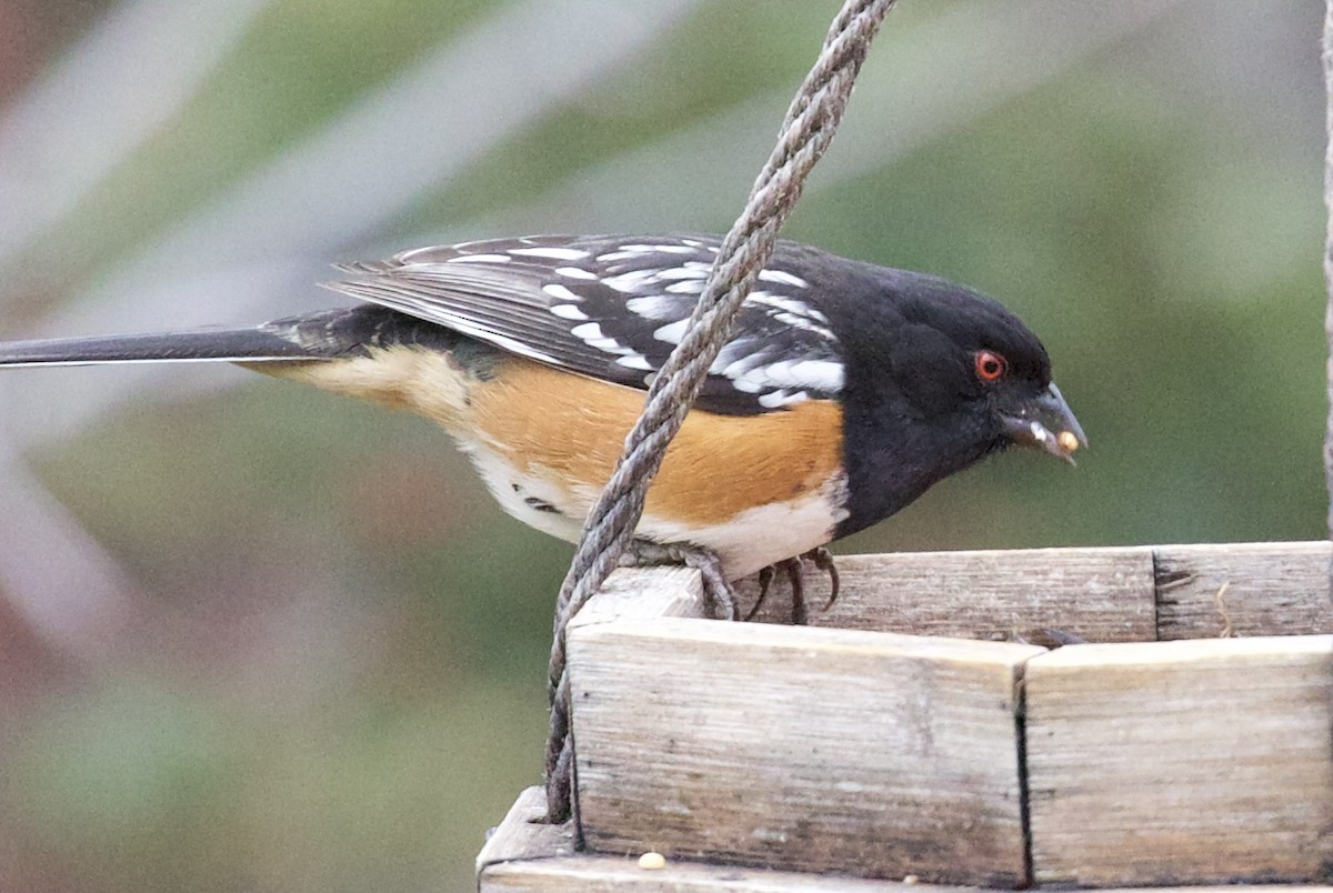 Tohi tacheté - ML652016651