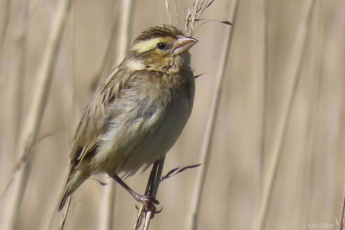 Euplecte vorabé - ML652016653