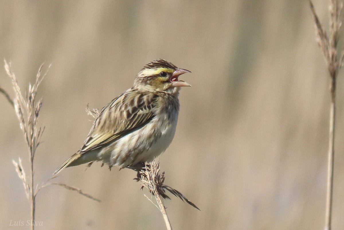 Euplecte vorabé - ML652016654