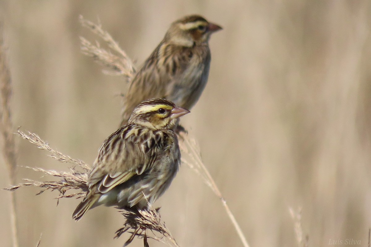 Euplecte vorabé - ML652016655