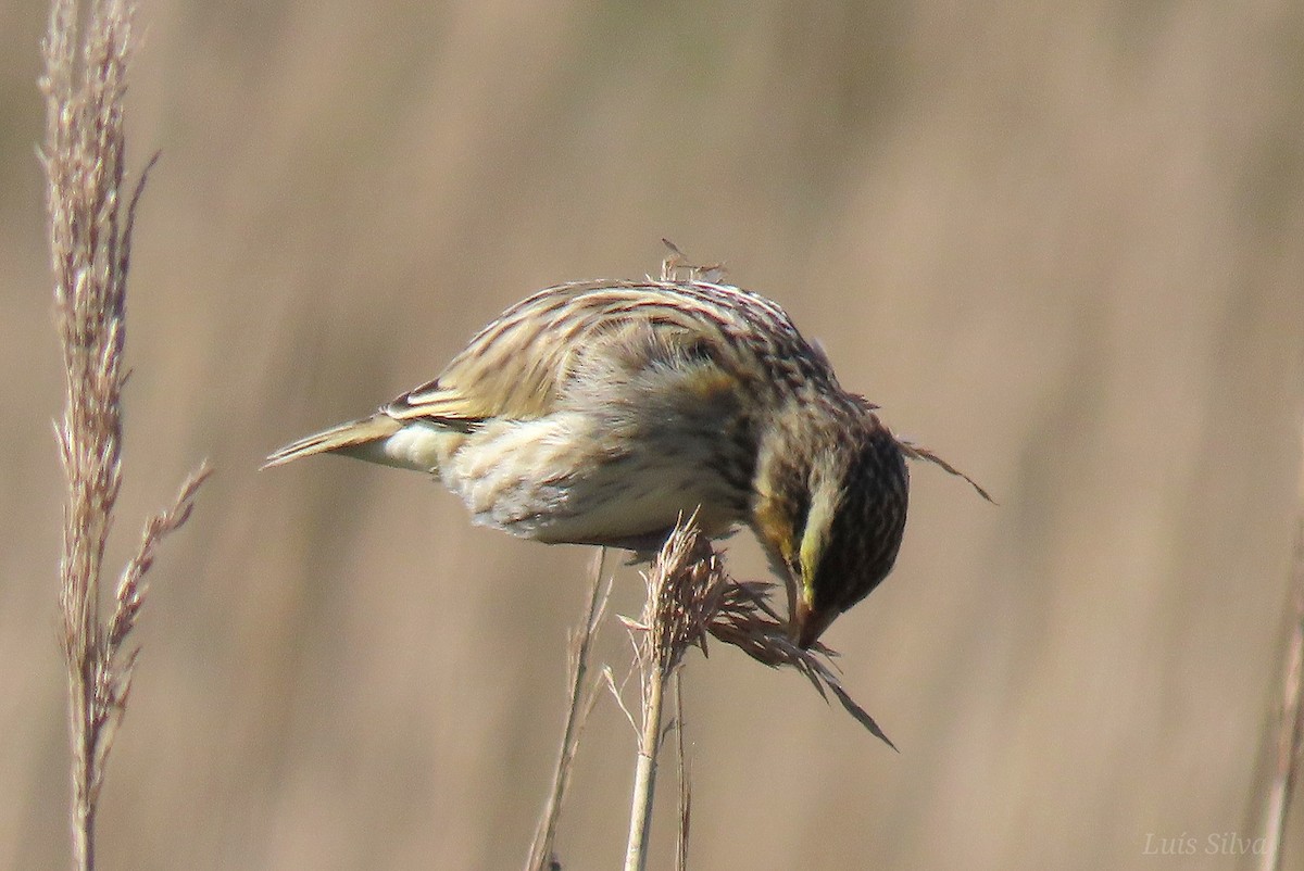 Euplecte vorabé - ML652016656