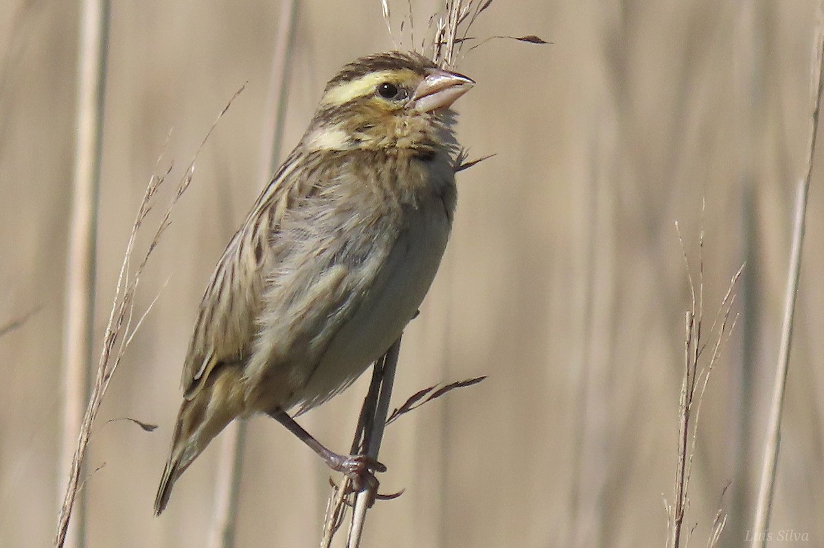 Euplecte vorabé - ML652016657