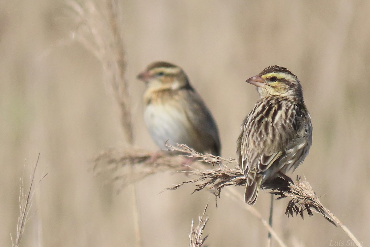 Euplecte vorabé - ML652016658