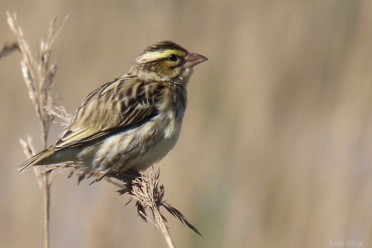 Euplecte vorabé - ML652016659