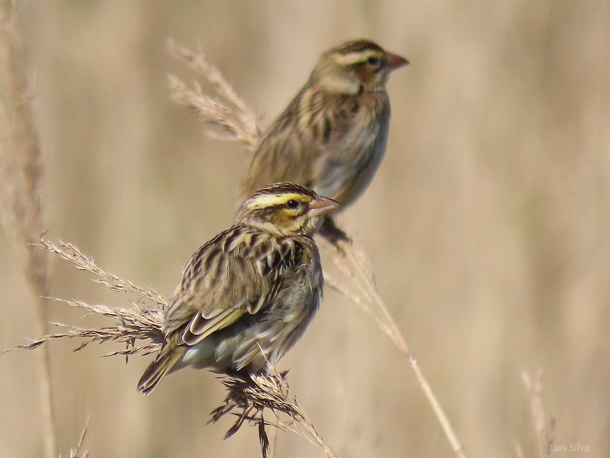 Euplecte vorabé - ML652016660