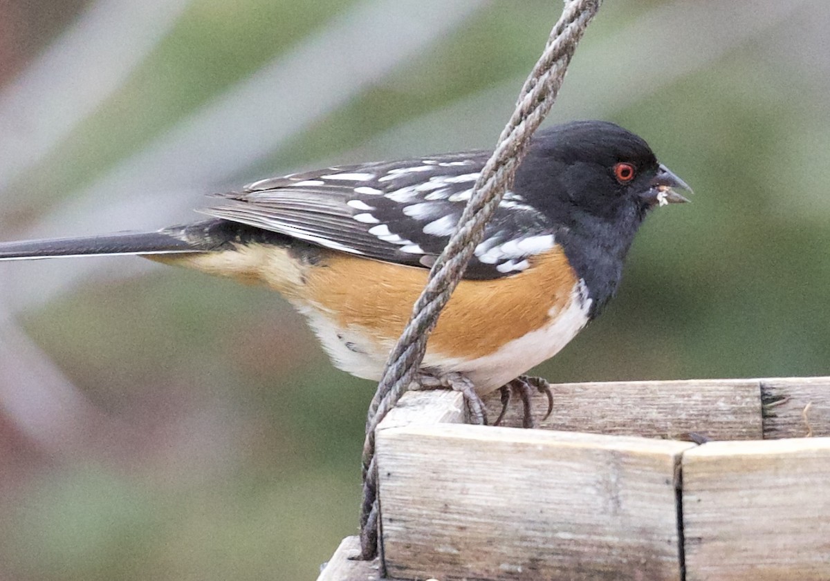 Tohi tacheté - ML652016665