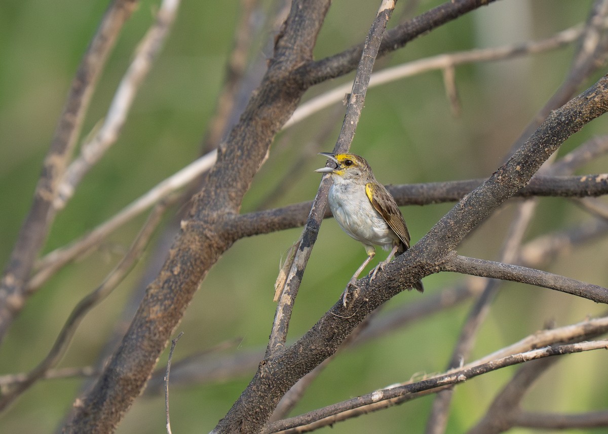 Yellow-browed Sparrow - ML652016715