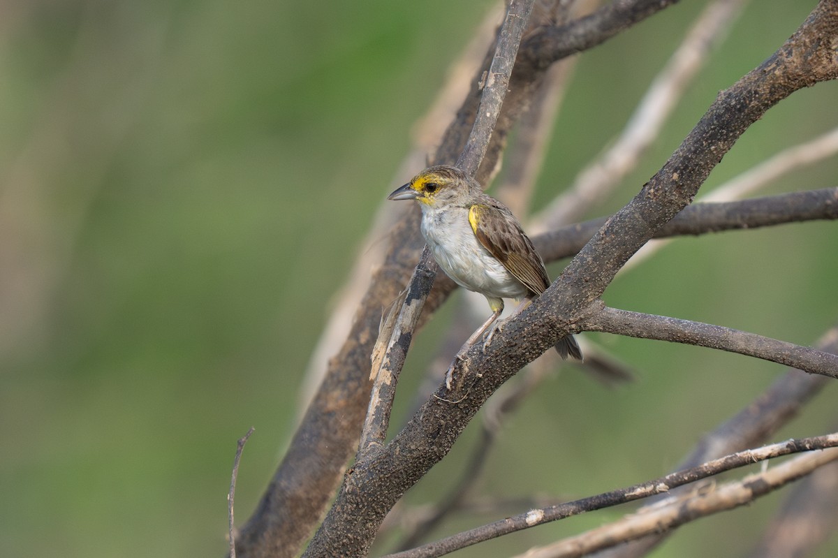 Yellow-browed Sparrow - ML652016716