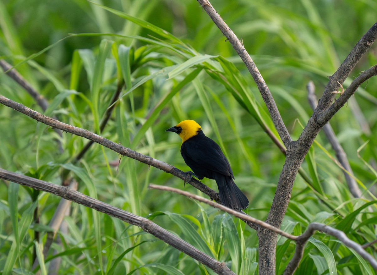 Yellow-hooded Blackbird - ML652016760