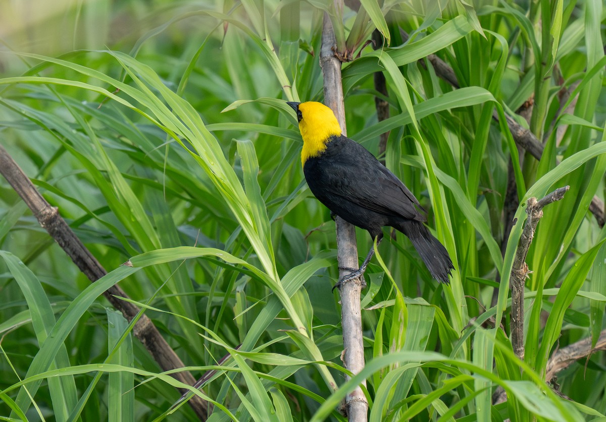Yellow-hooded Blackbird - ML652016761