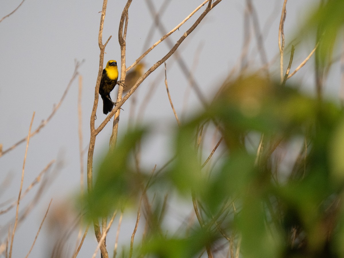Yellow-hooded Blackbird - ML652016762
