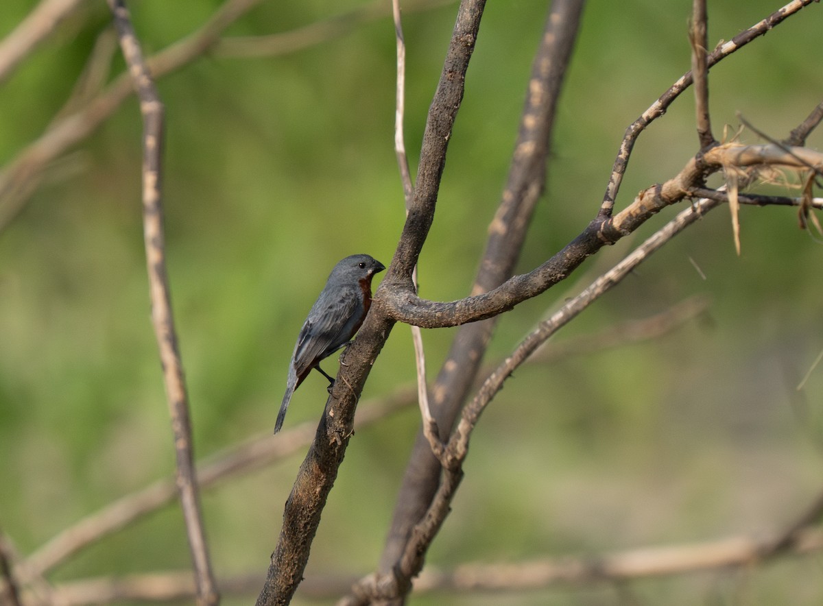 Chestnut-bellied Seedeater - ML652016801