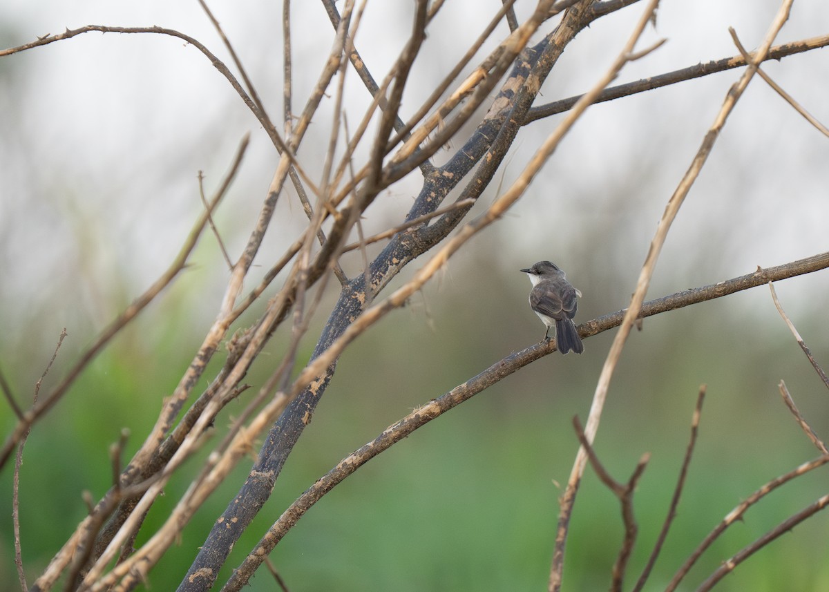 River Tyrannulet - ML652016847