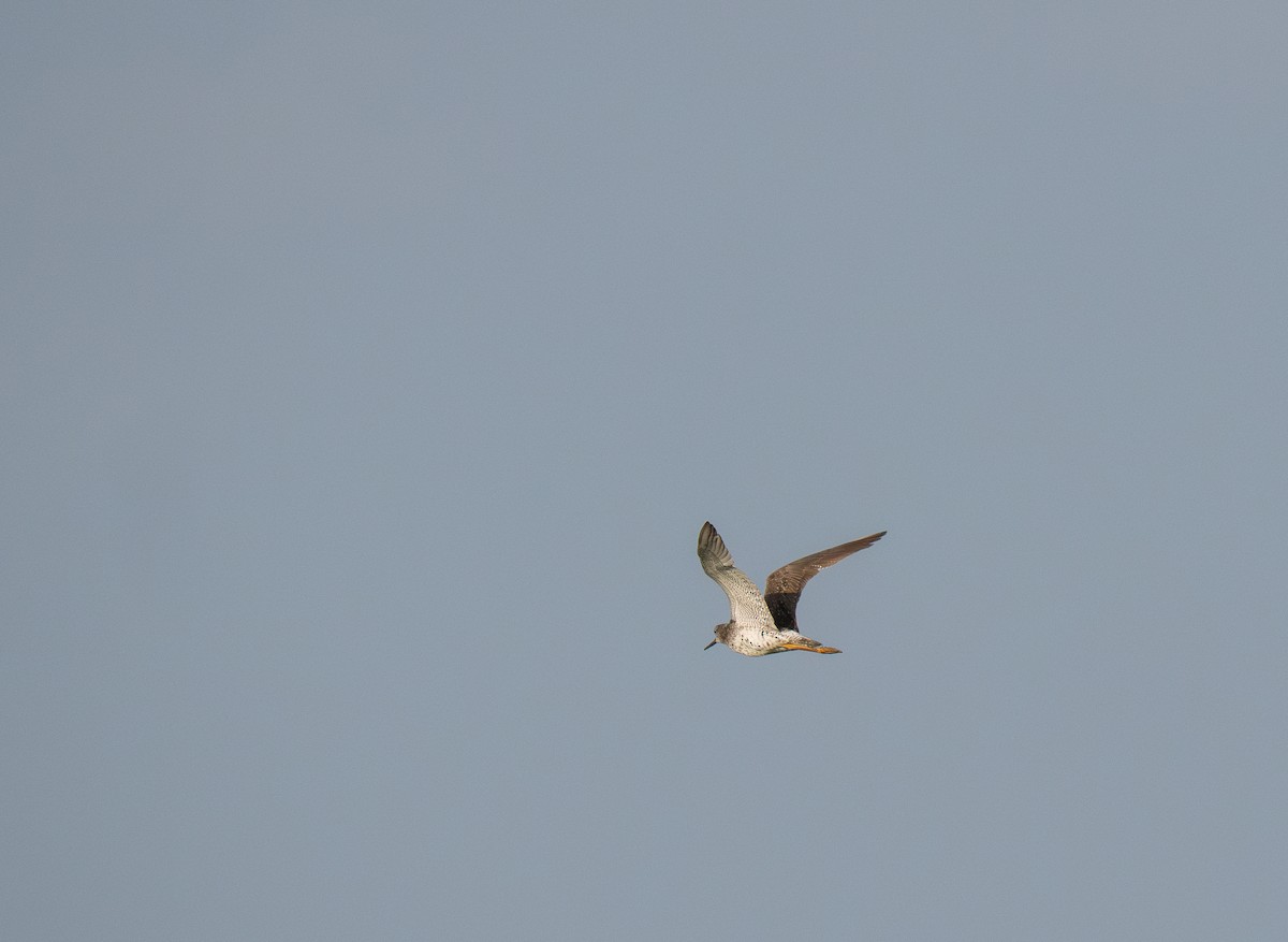 Greater Yellowlegs - ML652017033