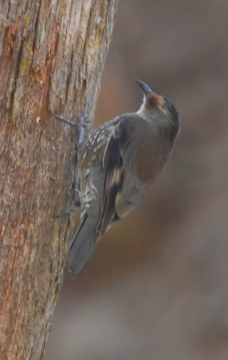 Red-browed Treecreeper - ML652017181