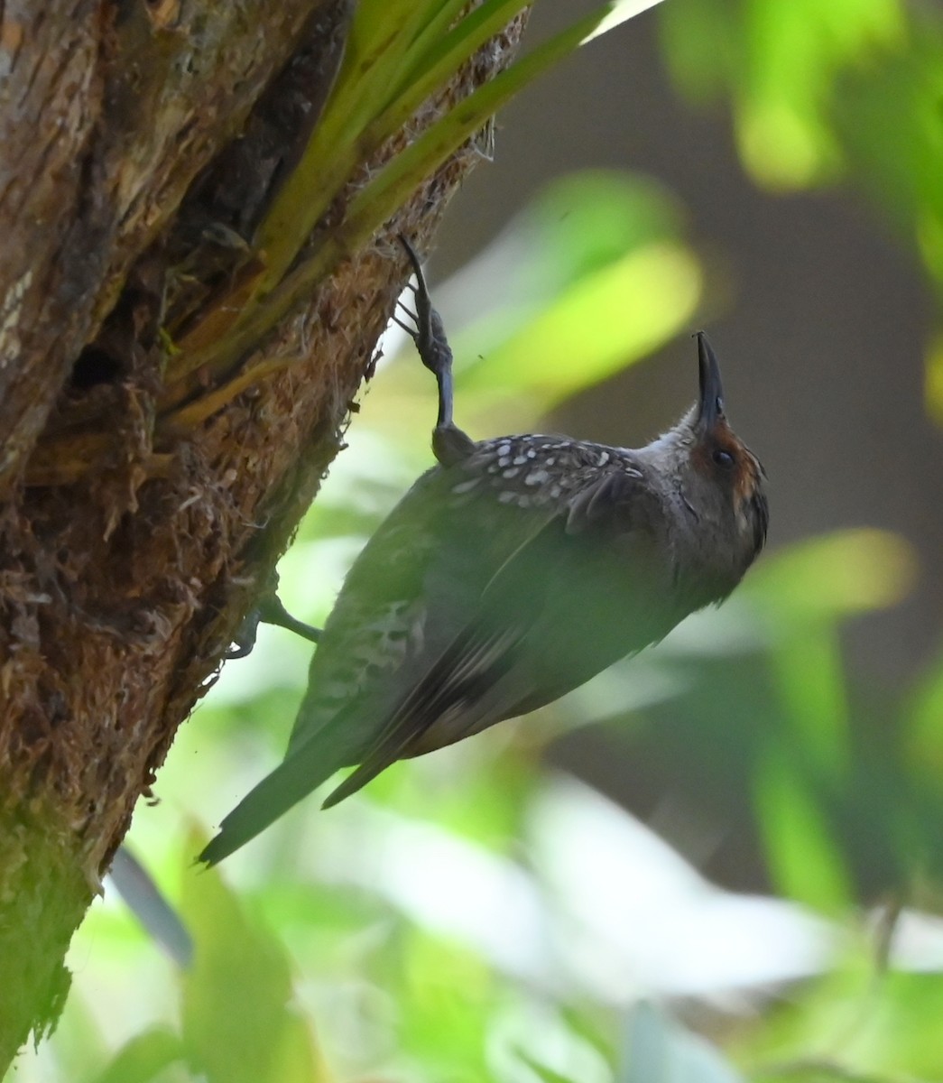 Red-browed Treecreeper - ML652017182