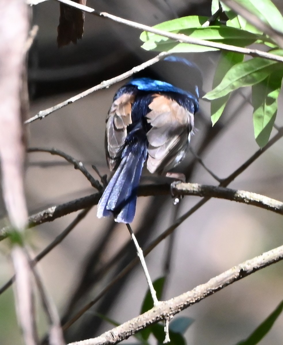 Variegated Fairywren - ML652017191
