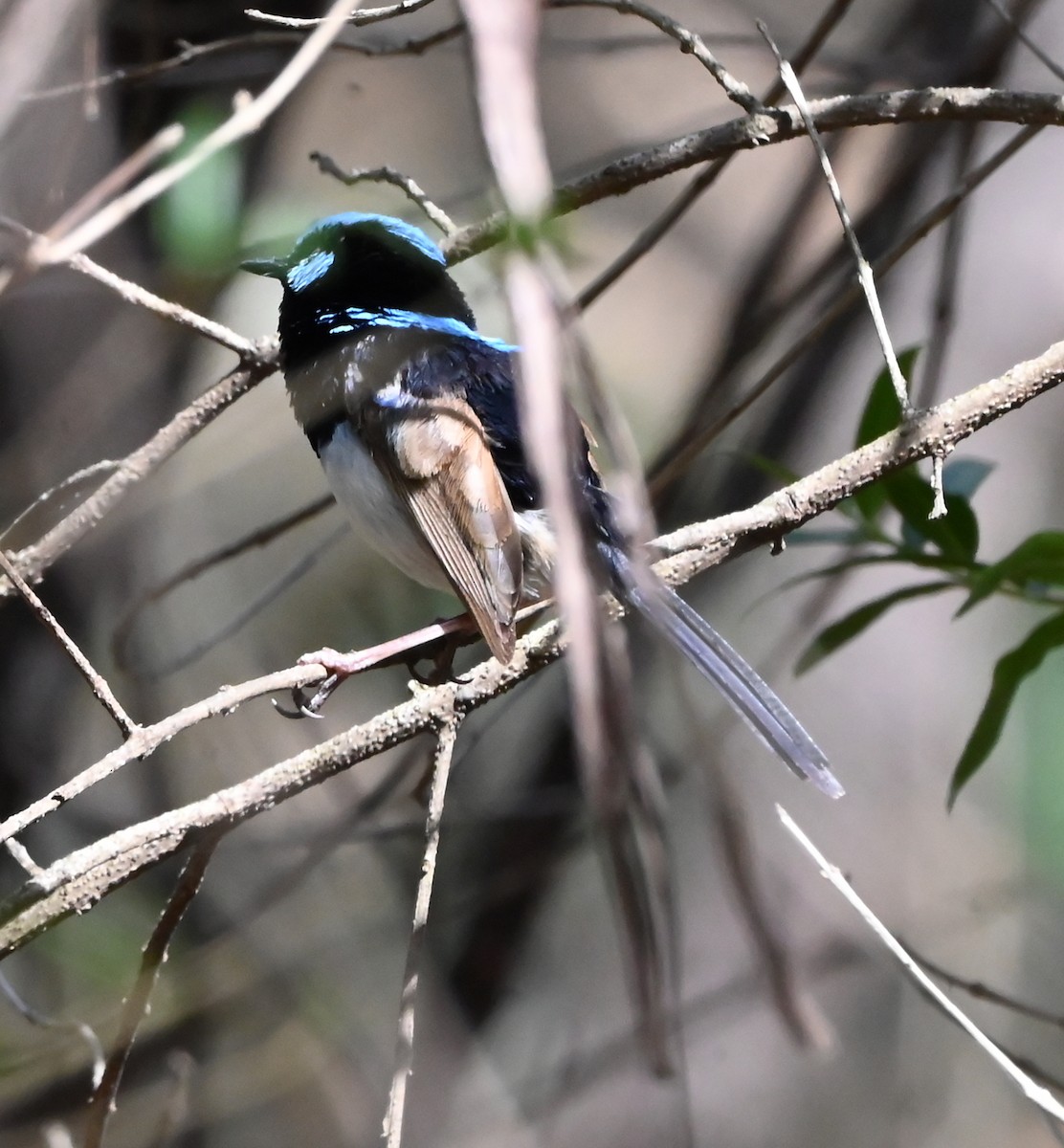 Variegated Fairywren - ML652017192