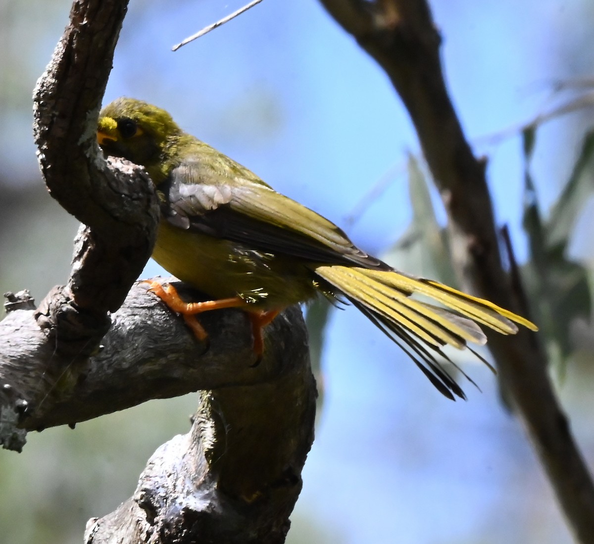 Bell Miner - ML652017209