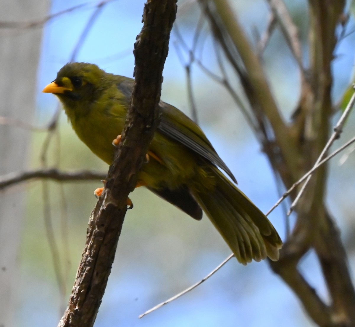 Bell Miner - ML652017210