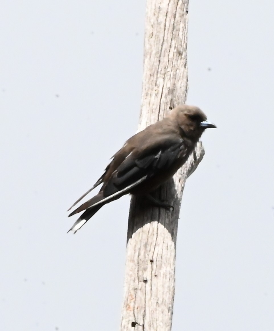 Dusky Woodswallow - ML652017221