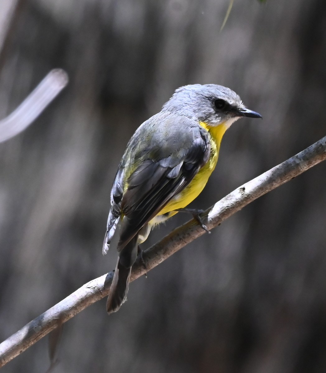 Eastern Yellow Robin - ML652017235