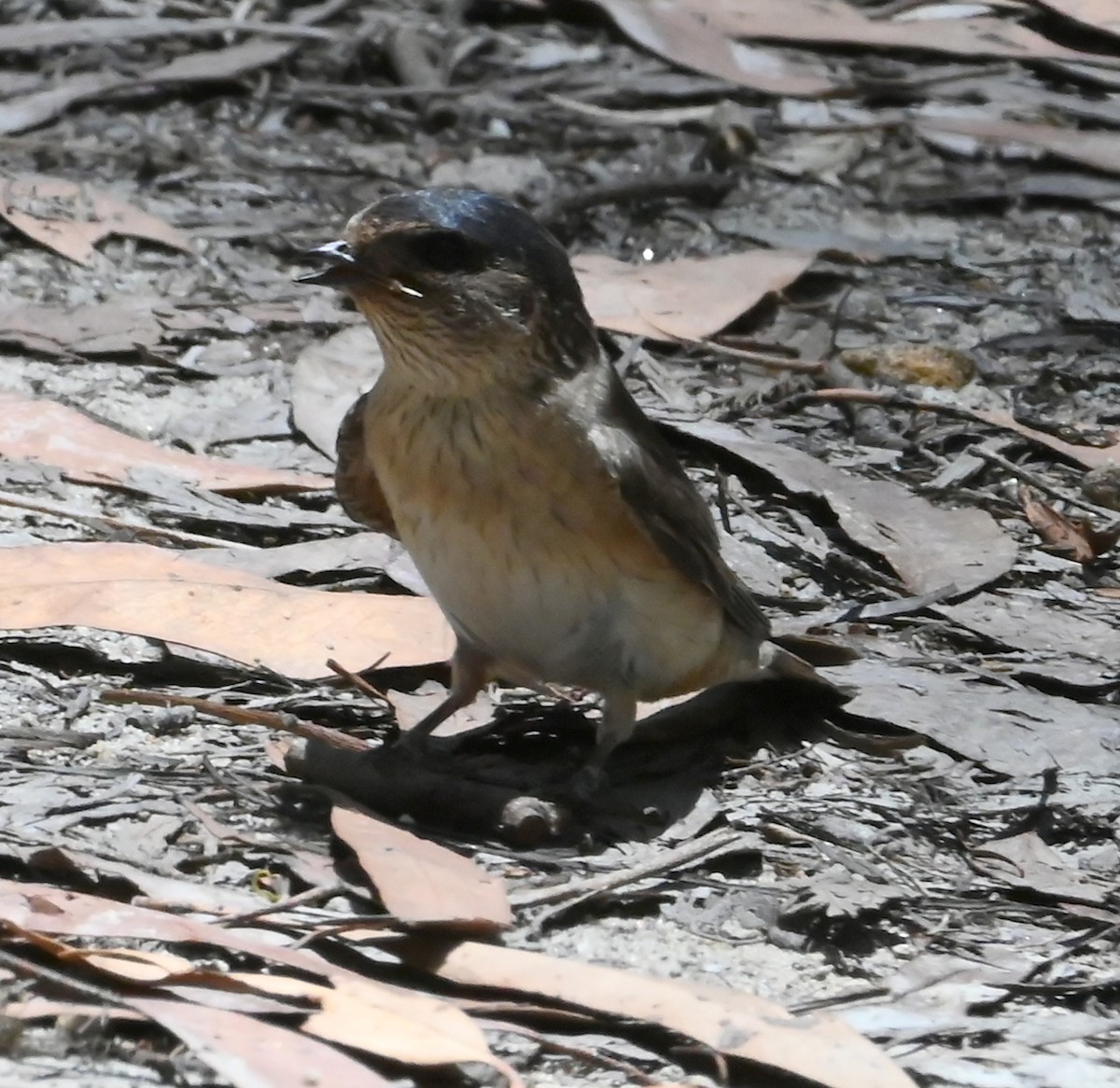 Tree Martin - ML652017243