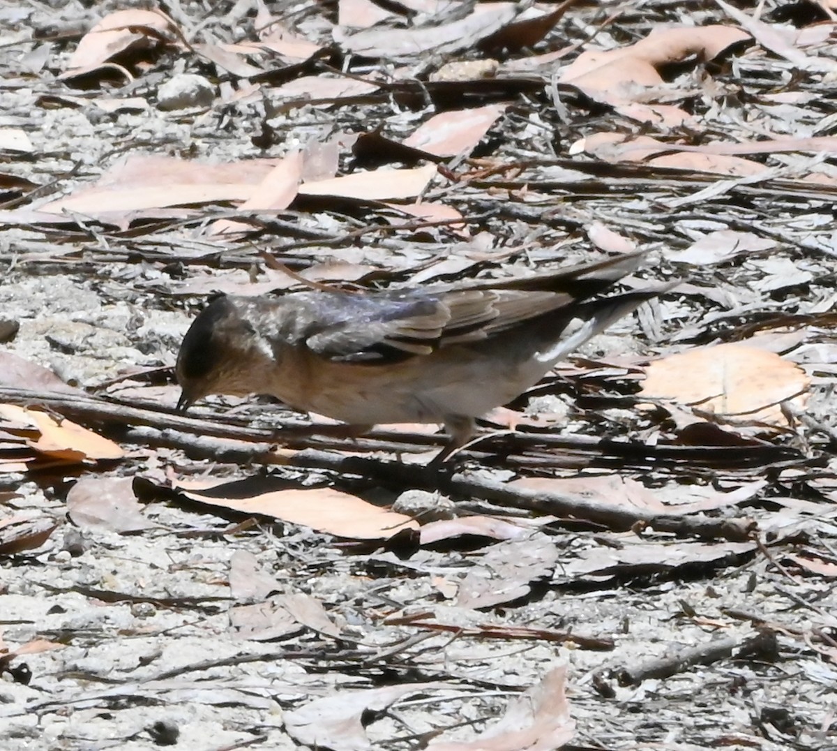 Tree Martin - ML652017244