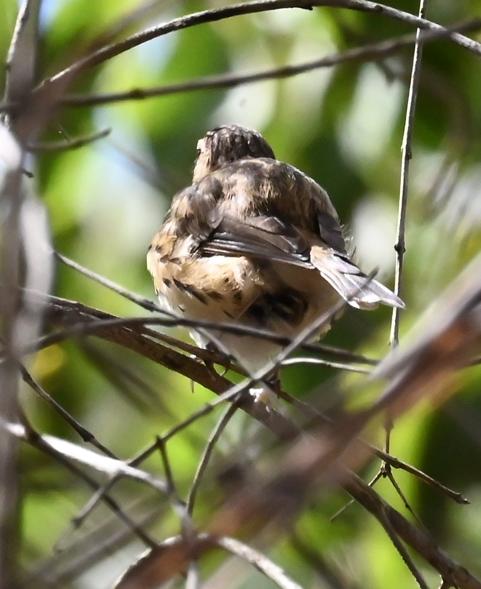 참새목 - ML652017251