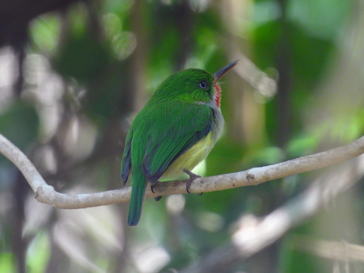 Тоді пуерто-риканський - ML652017345