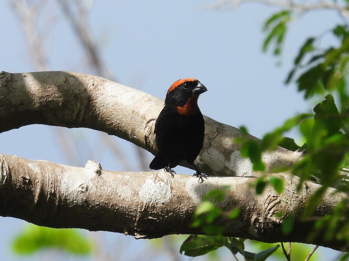 Карпачо рудоголавий - ML652017361