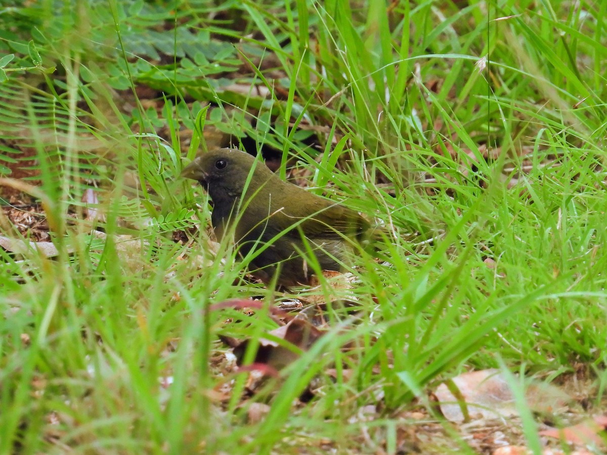 Потрост чорноволий - ML652017373