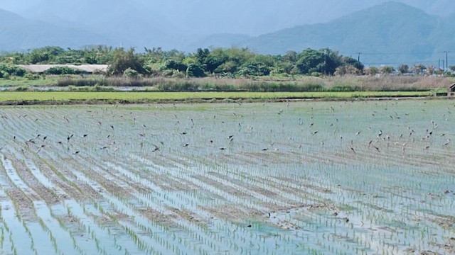 Black-winged Stilt - ML652017447