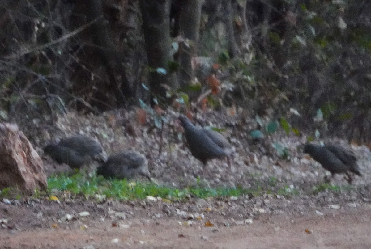 サザナミシャコ - ML652017543