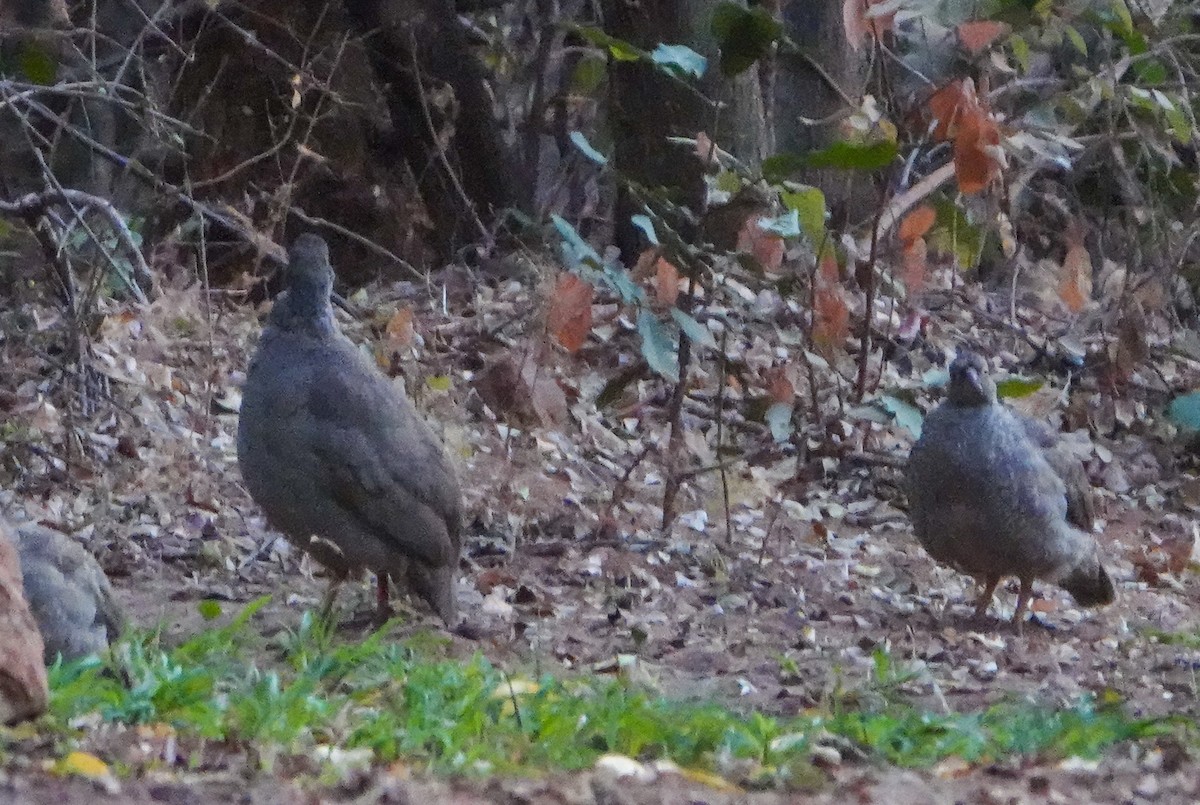 サザナミシャコ - ML652017660