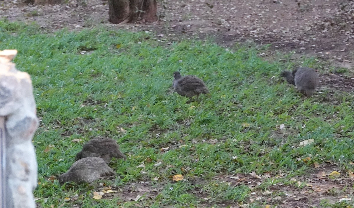 サザナミシャコ - ML652017738