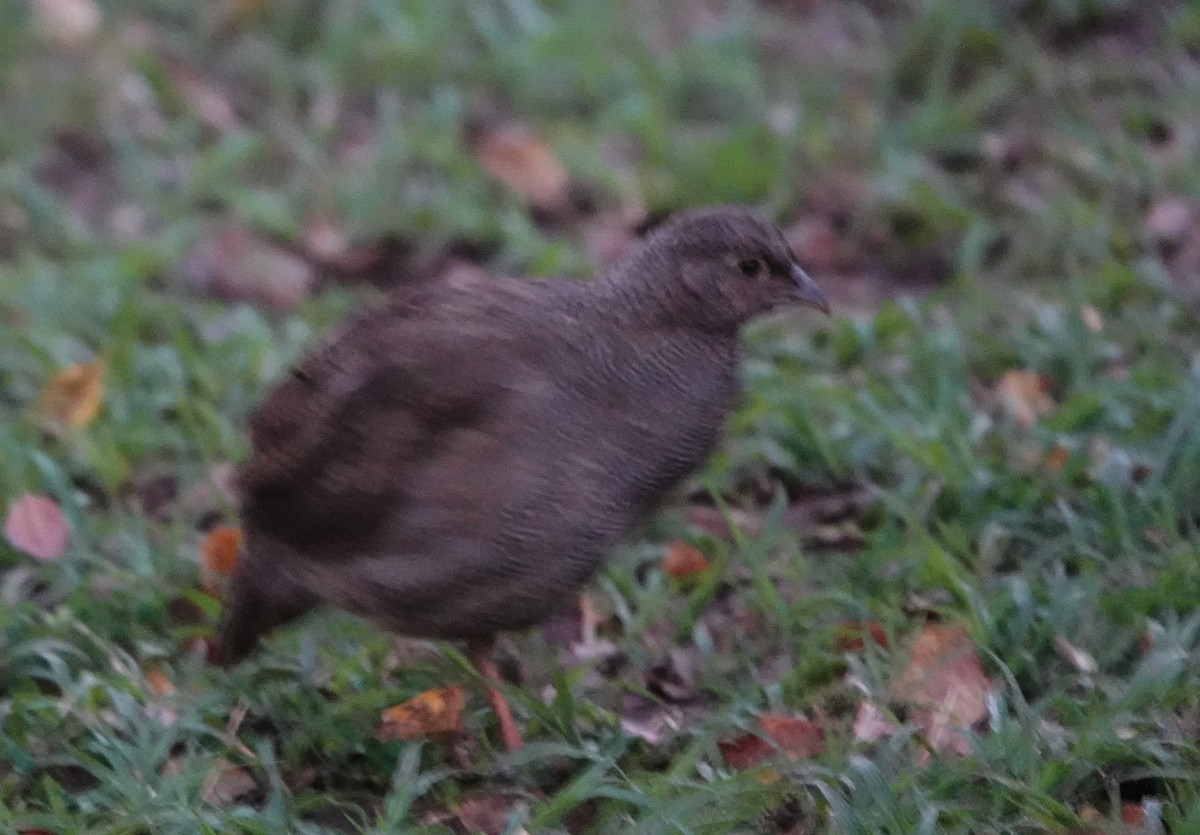 サザナミシャコ - ML652018144