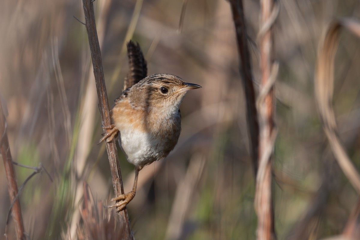 Cucarachero Culibarrado - ML652018196