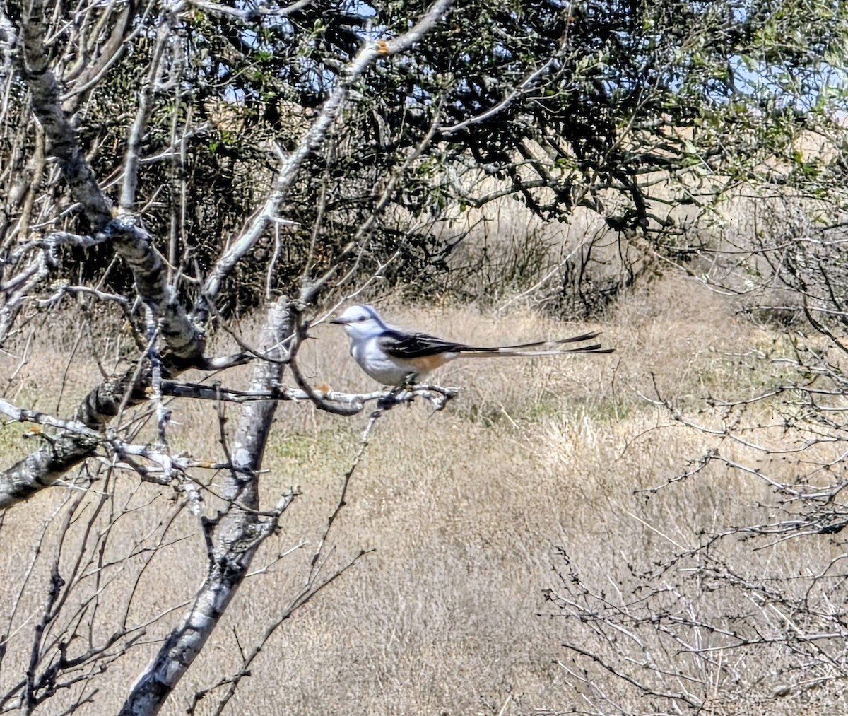 Tijereta Rosada - ML652018869