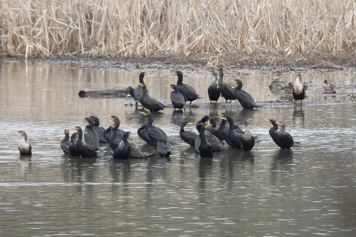 Double-crested Cormorant - ML652018955