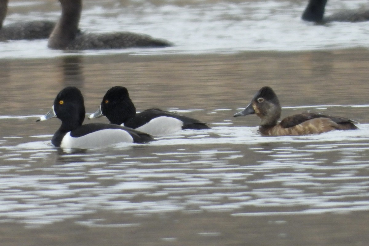 環頸潛鴨 - ML652019014