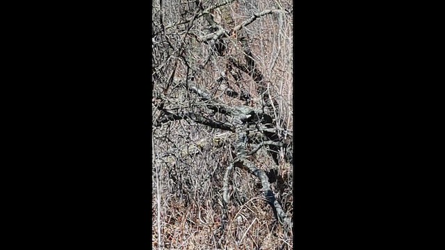Eastern Towhee - ML652019034