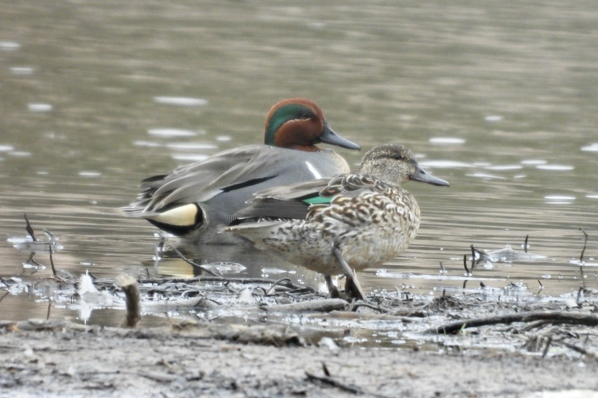 小水鴨 - ML652019094