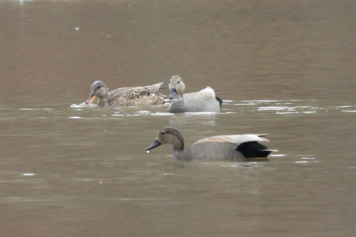 赤膀鴨 - ML652019165