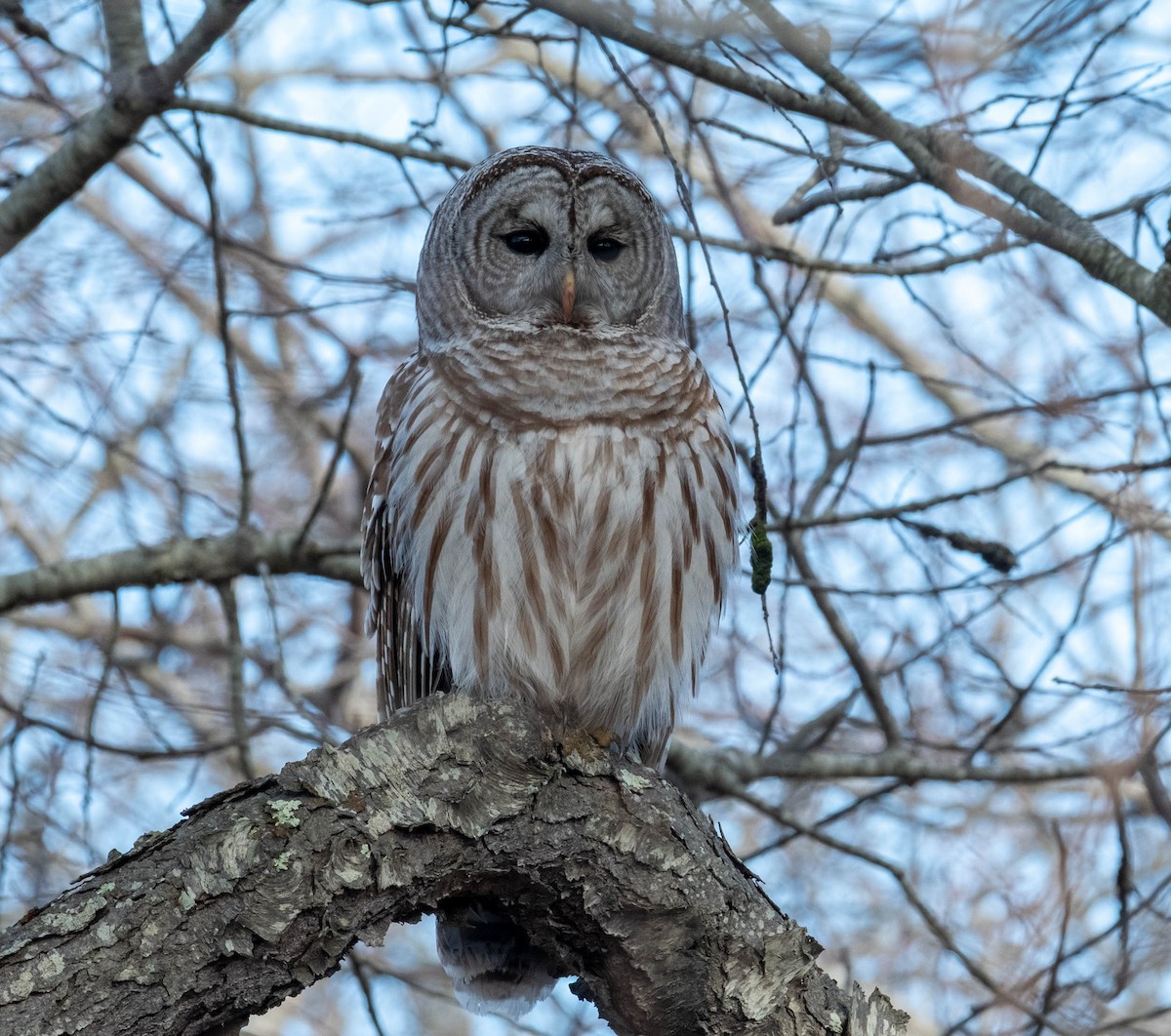 puštík proužkovaný - ML652019209
