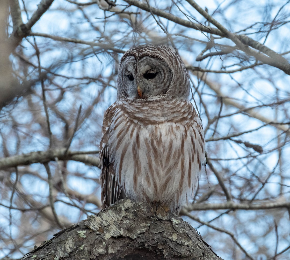 puštík proužkovaný - ML652019210