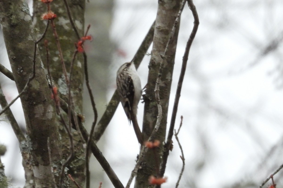 Brown Creeper - ML652019253
